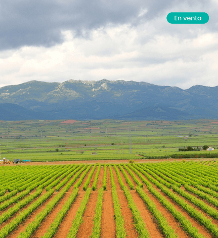 campo de cariñena